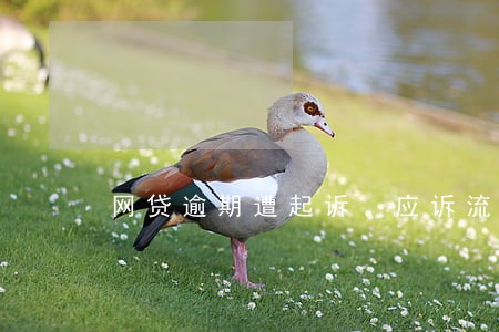 网贷逾期遭起诉 应诉流程 网贷逾期遭起诉 应诉流程